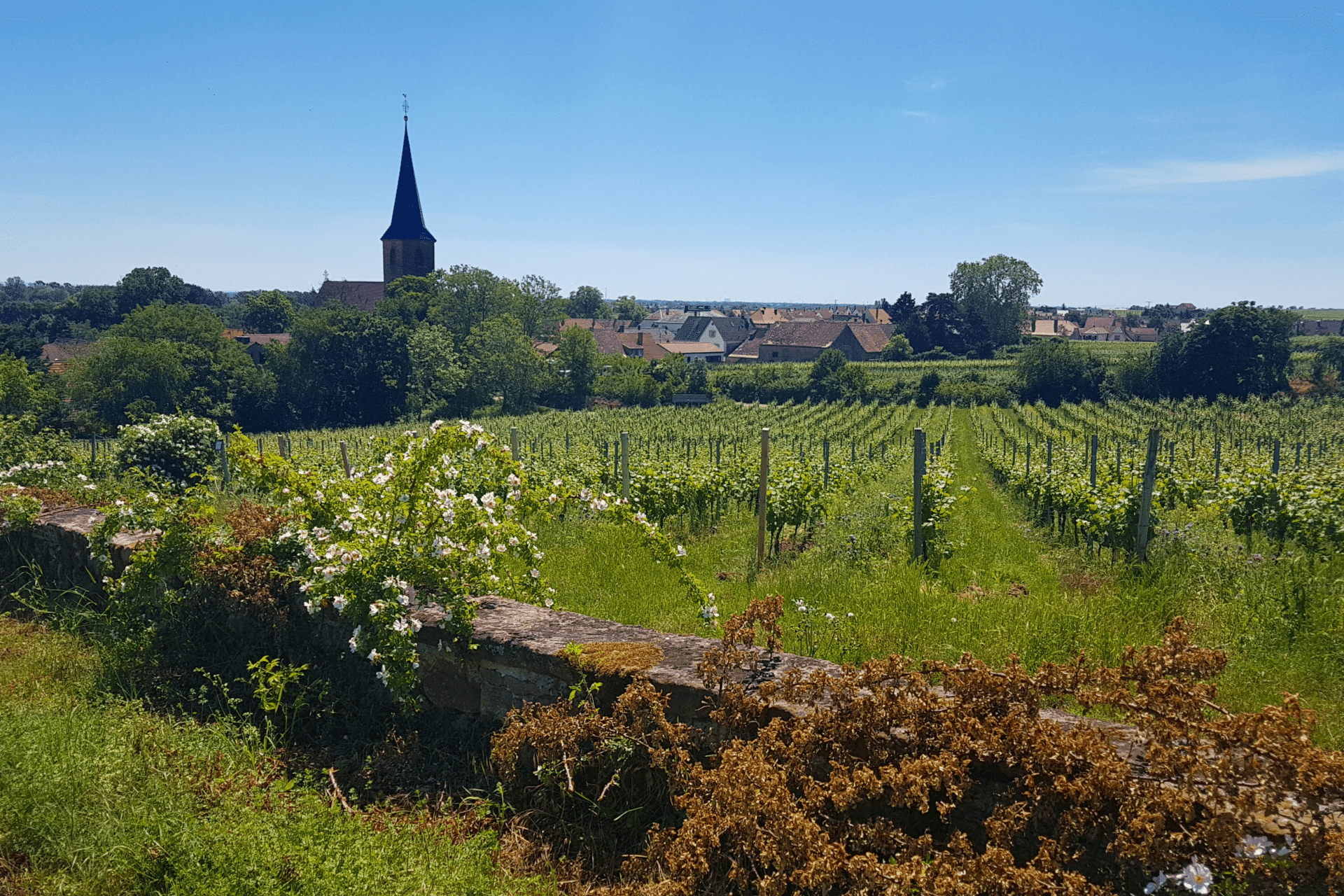 Pfalz - TERROIR UNLIMITED