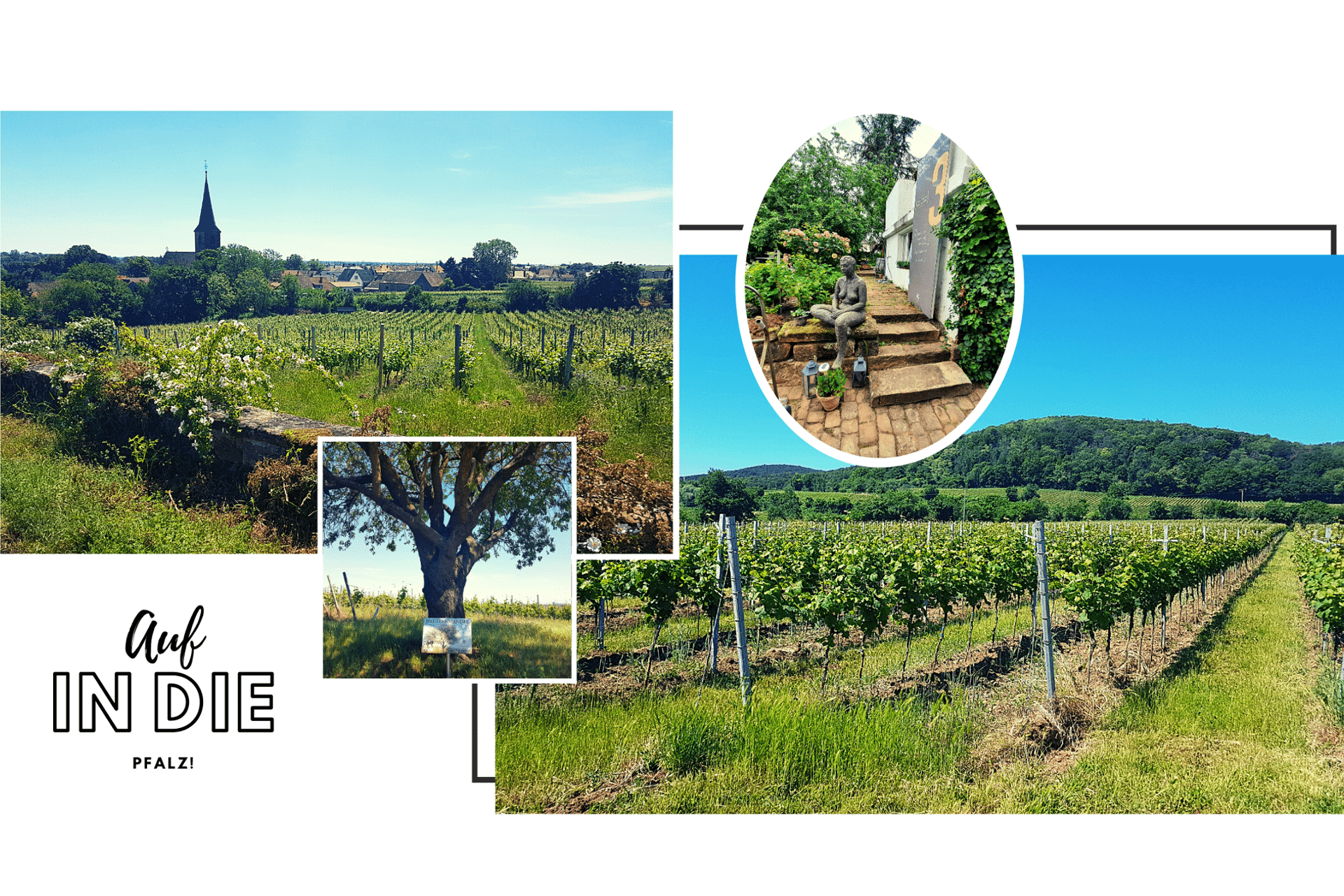 Reise in die Pfalz - Teil 2 - TERROIR UNLIMITED