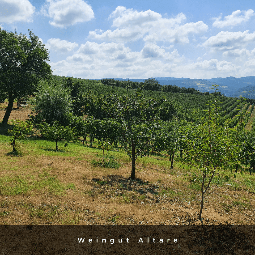 Ausblick Weingut Altare Piemont Italien